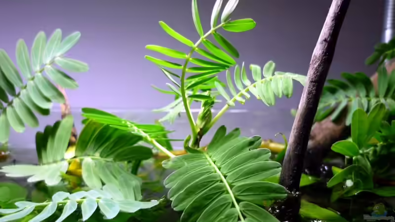 aeschynomene fluitans (mit geöffneten Blättern) von Chris_R. (19)