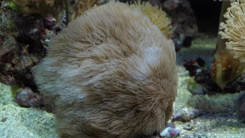 Affenhaar November 08 von lex2lex (16)