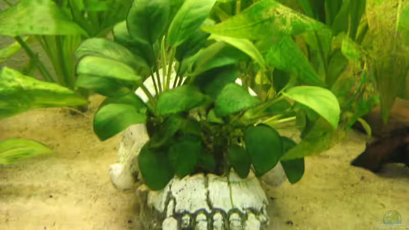 Affenschädel mit Anubias von TNTLogge (7)