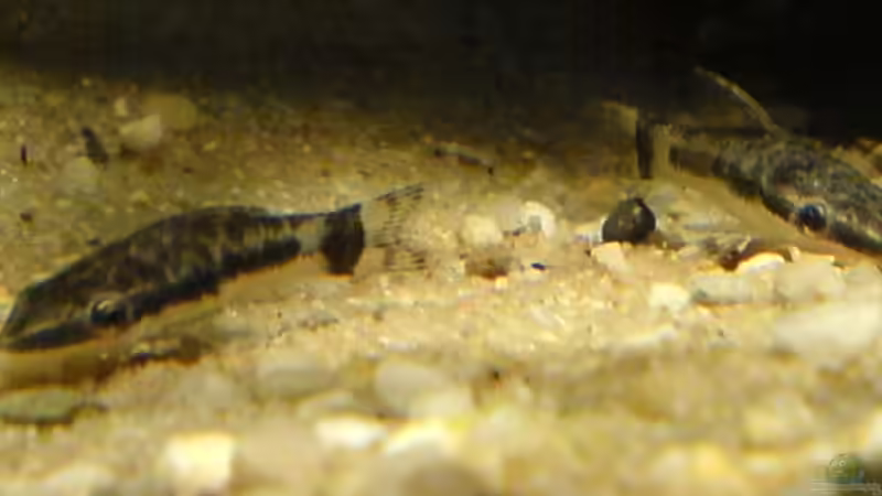 affinis von Ralf Kahl (16)