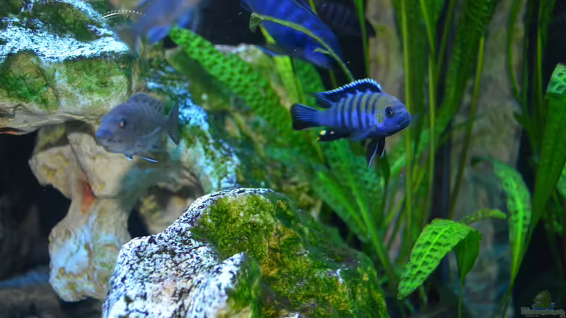 afra Bock auf Streife von Lordi (17)