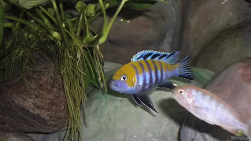 Afra Bock und Dame 14.08.2011 von Malawi TOM (62)