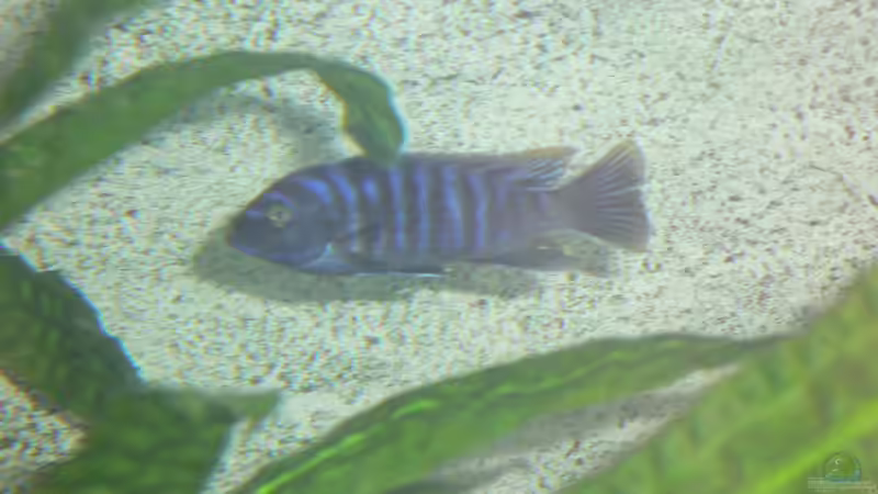 Afra Bock von Mario Reining (7)