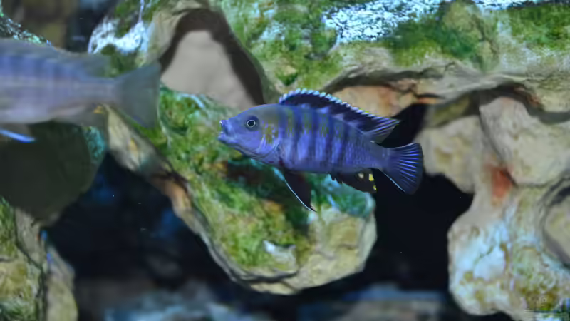 afra Bockk von Lordi (18)