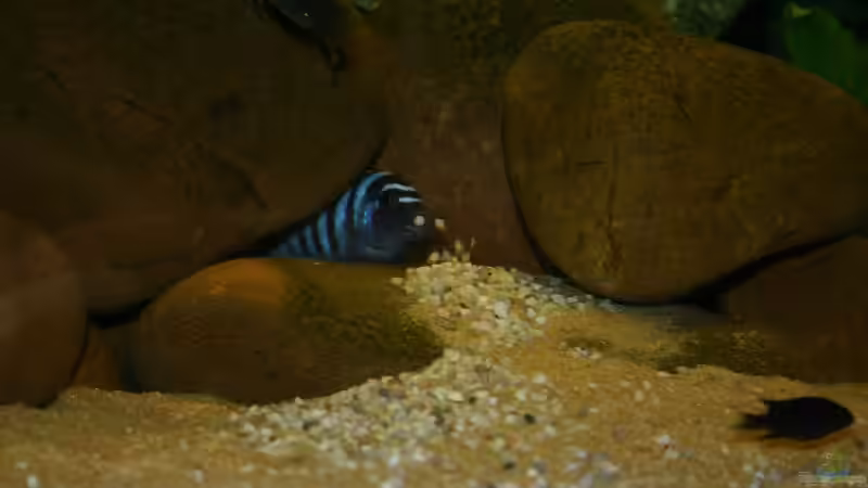 Afra-Männchen befördert Kiesreste aus seiner Höhle von Sven Nekum (10)