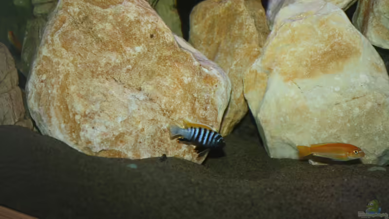 afra Männchen in der nähe seiner Höhle von MikeM. (10)