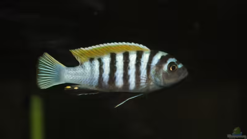 afra Männchen von MikeM. (14)