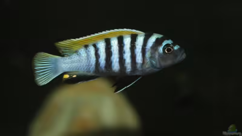 afra Männchen von MikeM. (18)