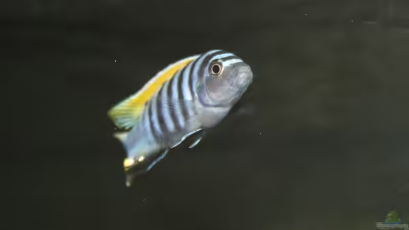 afra Männchen von MikeM. (20)