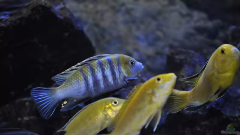 Afra und Caeraleus von Chimme (34)