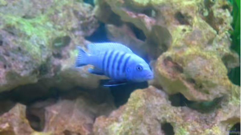 Afra von Richard Lischka (7)