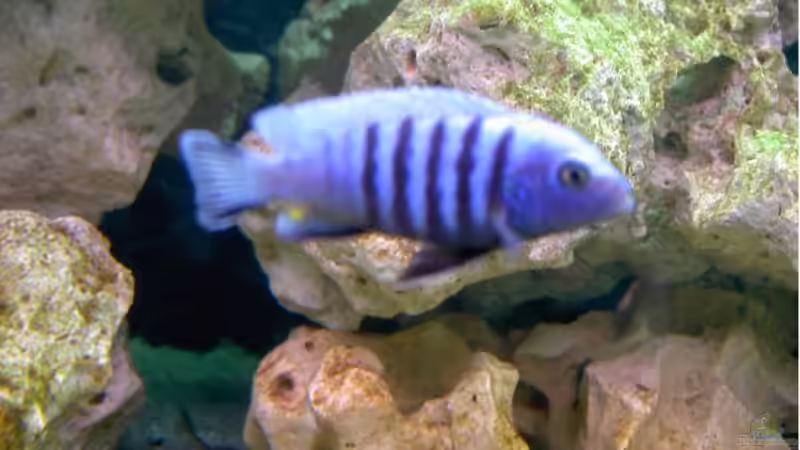 Afra von Richard Lischka (8)