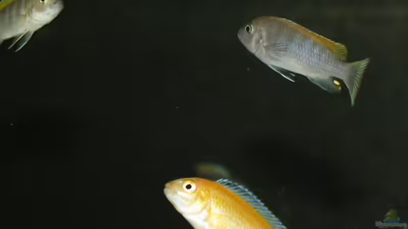 afra Weibchen im Freiwasser von MikeM. (8)