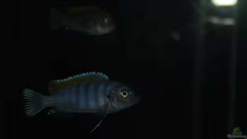 afra Weibchen von MikeM. (16)