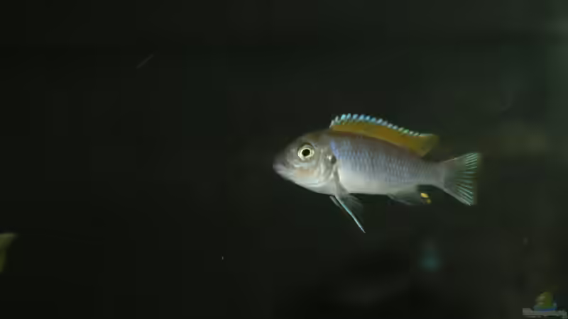 afra Weibchen von MikeM. (4)