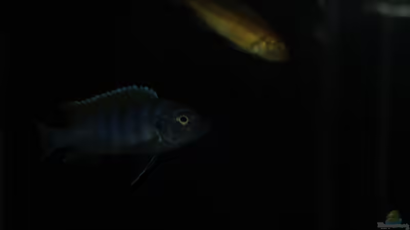 afra Weibchen von MikeM. (6)