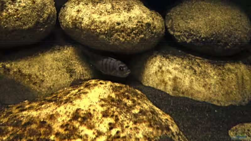 afraweibchen mit dicken backen von LaEy (87)