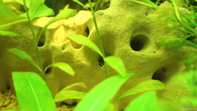 Afrikan.Lochgestein von Ralf Kl (12)