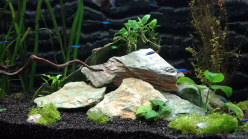 Afrikanische Jade mit Pflanzen bewachsen von Markus Seefeldt (2)