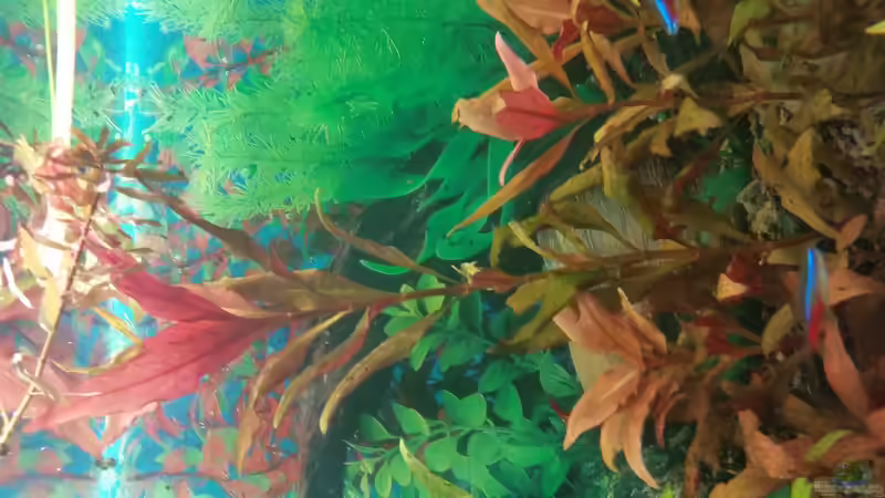 Afrikanische Stängelpflanze von SvenDerGroße (8)