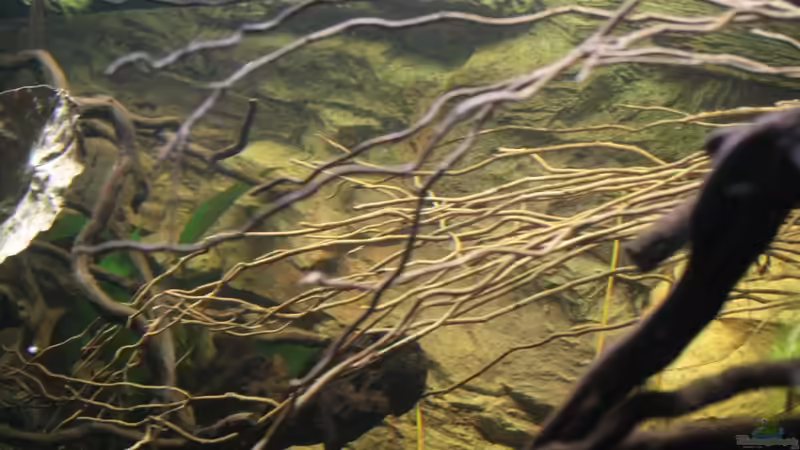 Afrikanische ??ste ! von Florian Bandhauer (32)