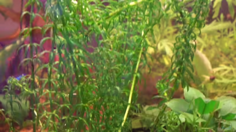 Afrikanische Wasserpest (Lagarosiphon major) von Jens J. (10)