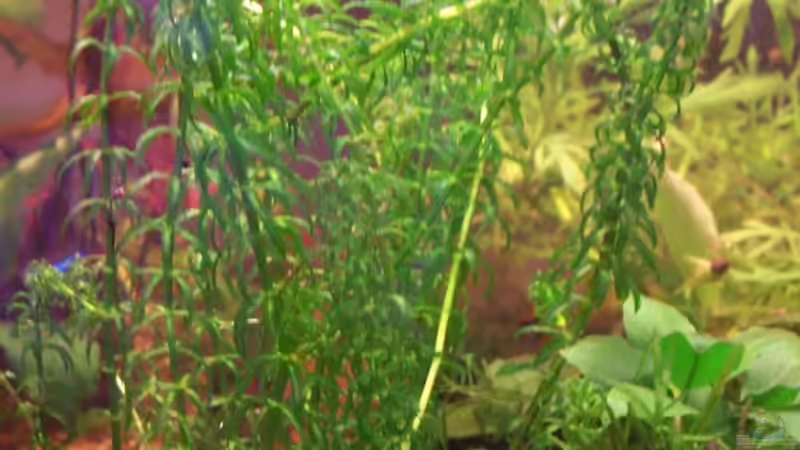 Afrikanische Wasserpest (Lagarosiphon major) von Jens J. (16)