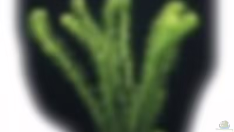 Afrikanische-Wasserpest von frankt7 (11)