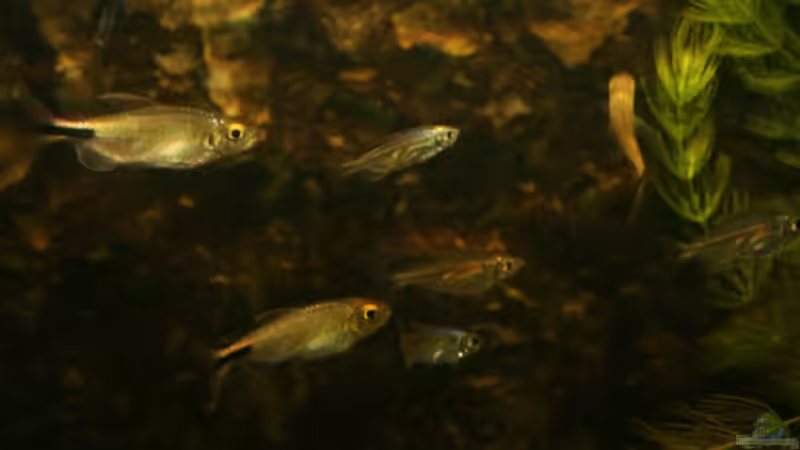 Afrikanischer Salmler Mix von Stanislav Kislyuk (13)