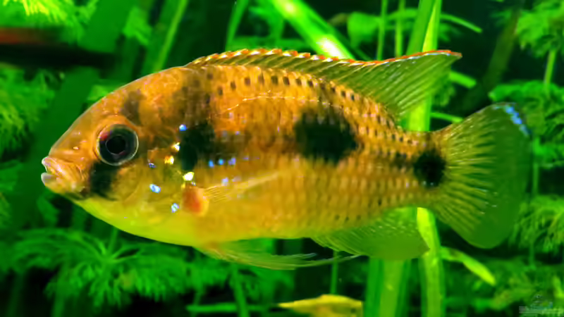 Afrikanischer Schmetterlingsbuntbarsch (Anomalochromis thomasi)  von misch (4)