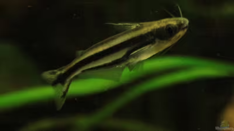 Afrikanischer Schwalbenschwanz von Bämbel (43)