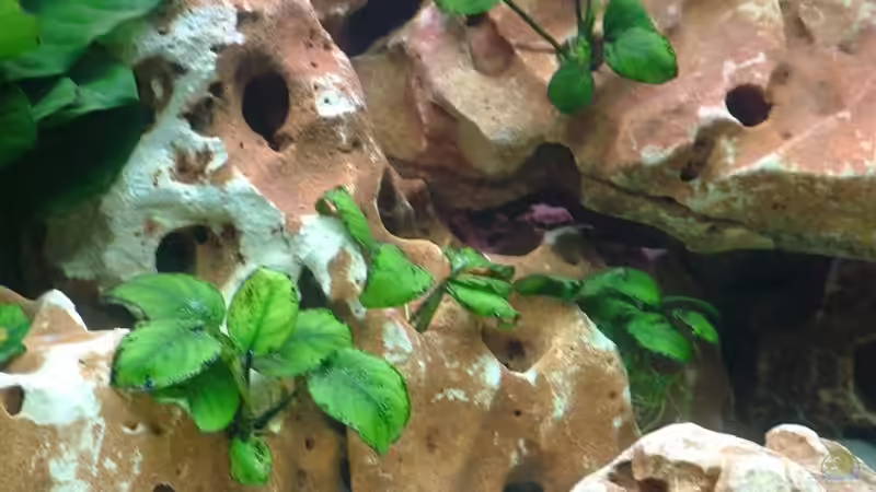 Afrikanisches Lochgestein  von Martin Priemetshofer (7)