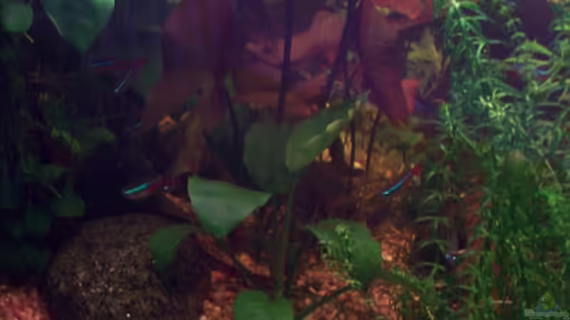 Afrikanisches Zwergspeerblatt (Anubias barteri var. nana)  von Jens J. (19)