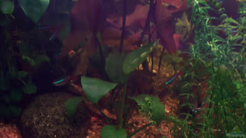 Afrikanisches Zwergspeerblatt (Anubias barteri var. nana) von Jens J. (13)