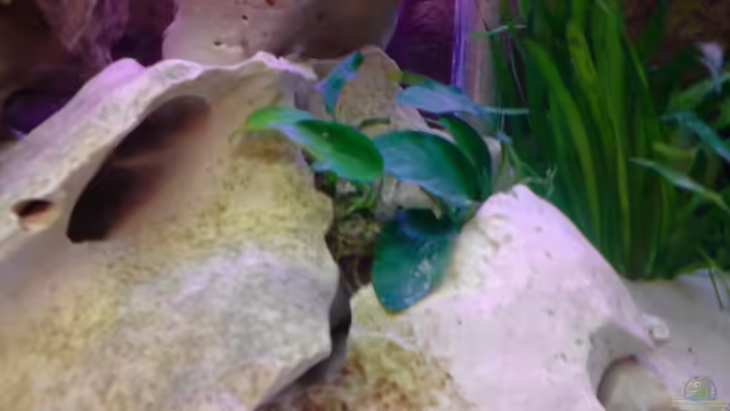 Afrikanisches Zwergspeerblatt von Julian S. (5)