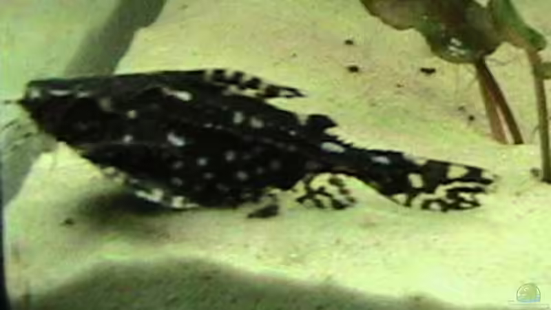 Einrichtungsbeispiele für Agamyxis pectinifrons (Kammdornwels)