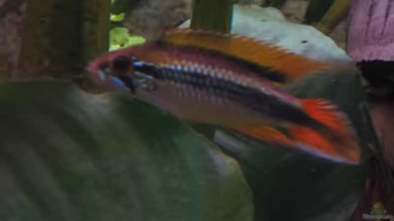 Agassiz m von xmarkusx (10)