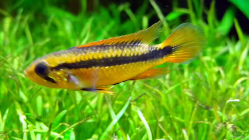 Agassiz Weibchen von BigBDorsten (17)