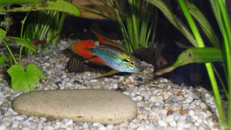 Agassiz-Zwergbuntbarsch Männchen von Sabrina + Michi (13)