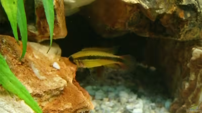 Agassizi-Frau von KaSa (20)