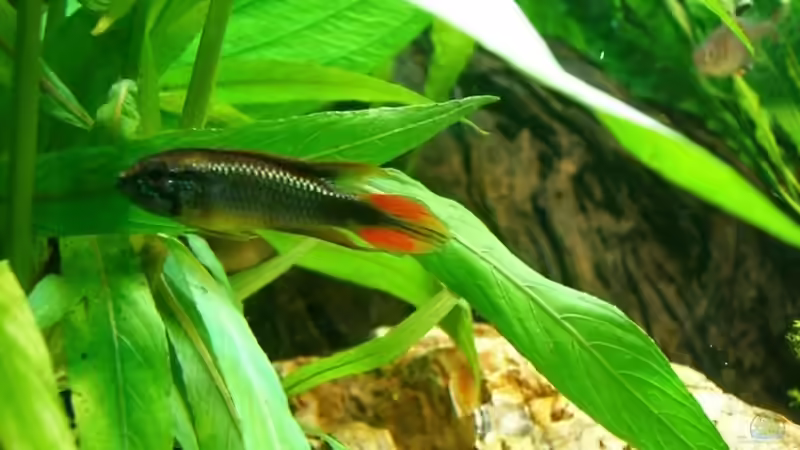 Agassizi-Mann von KaSa (19)