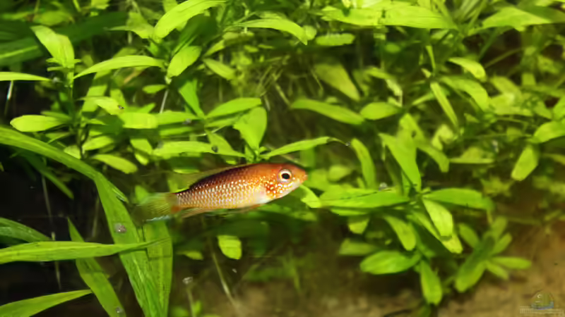 Agassizii Feuerrot Männchen von Schnuppe (7)