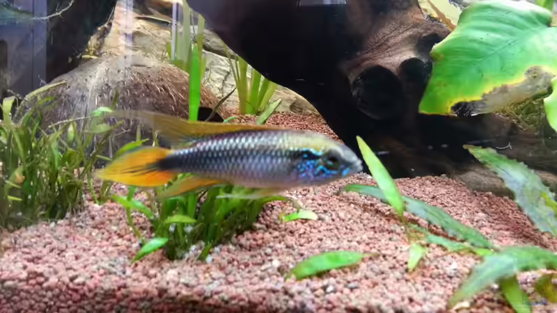 Agassizii Mänchen von Der Dreiäugige Goldfisch (15)