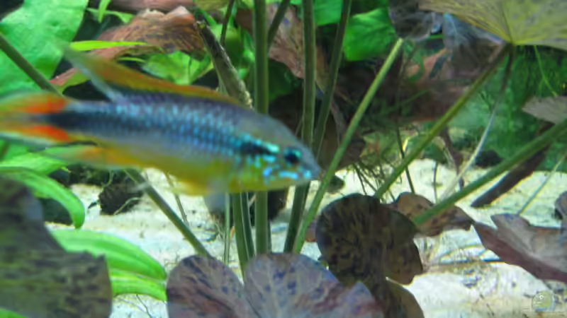 Agassizii Männchen von Robbi (11)