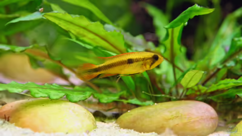 Agassizii Weibchen von Heiko Oettert (8)