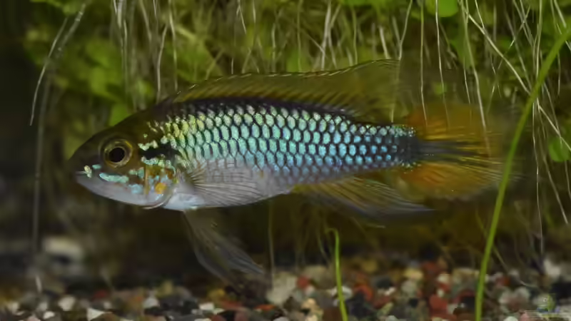 Agassizs Zwergbuntbarsch - ganz nah von Josef Kalt (9)