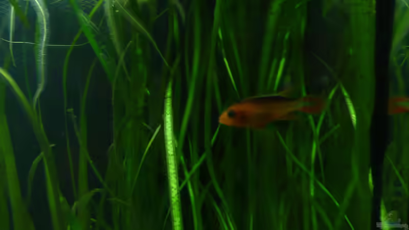 Agassizzi M von Aqualady (12)