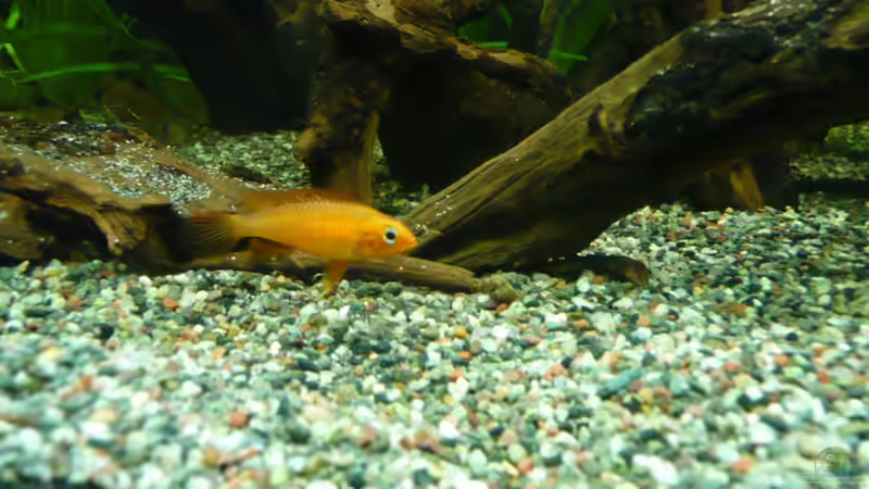 Agassizzi W von Aqualady (13)