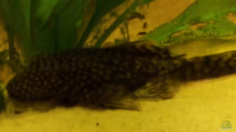 Agathe Ancistrus  von Alexander Schild (12)