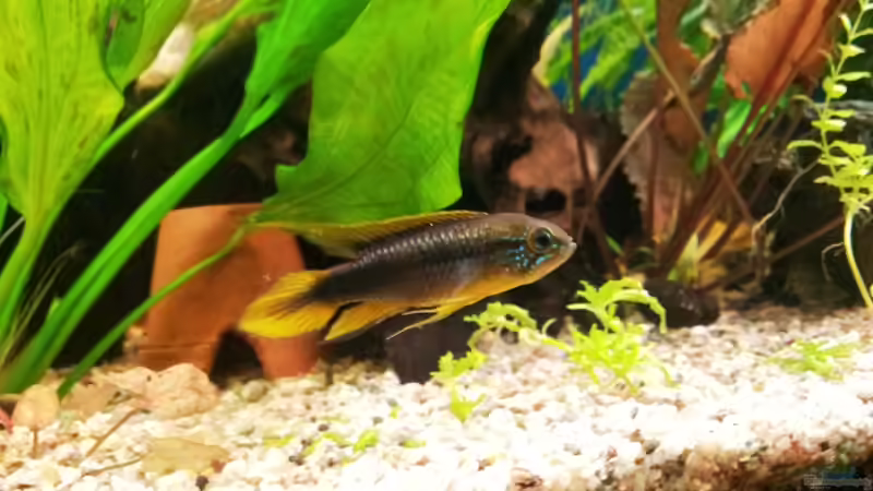 Agazziz- W von Jens Holzner (4)